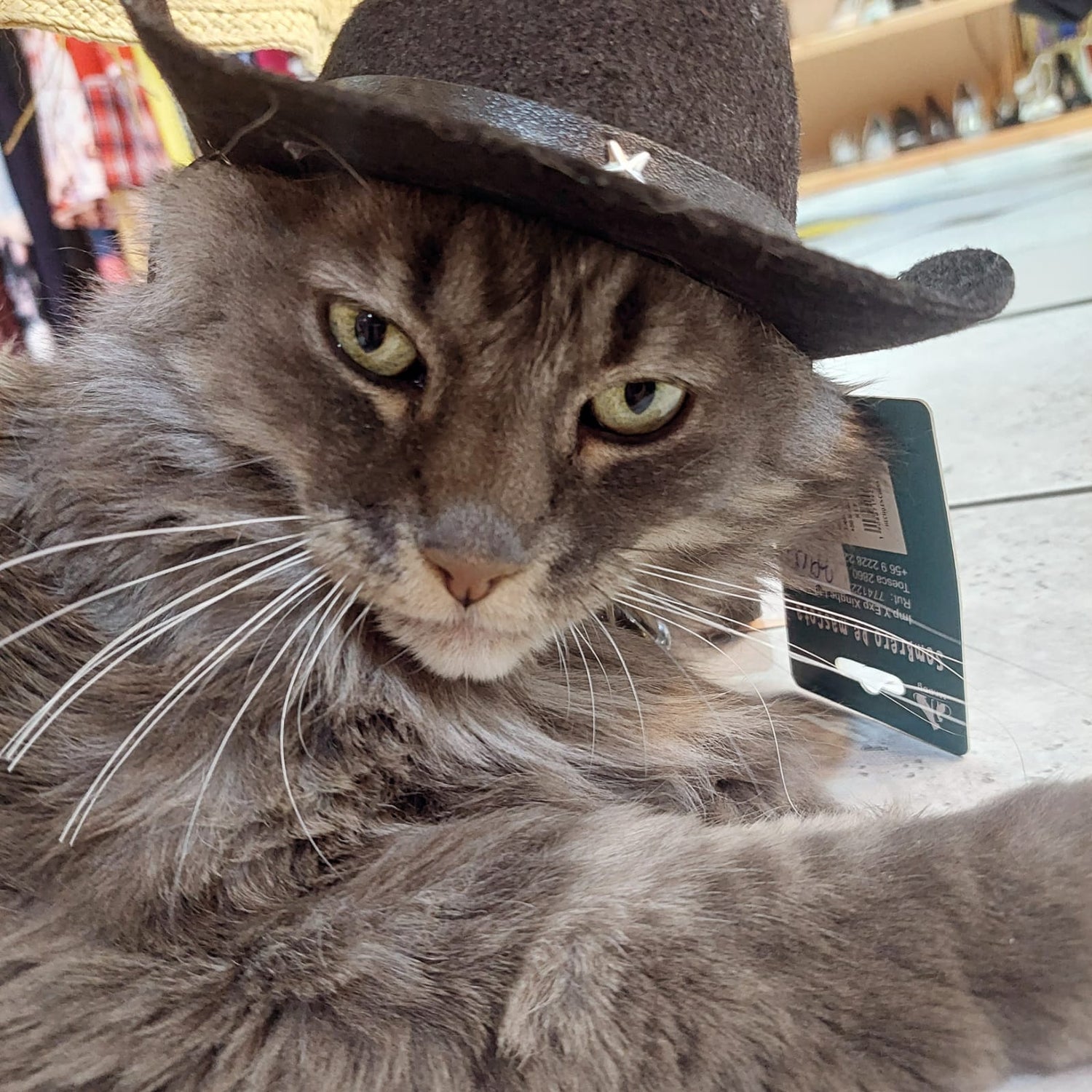 Imagen de Samy (Gato) con sombrero